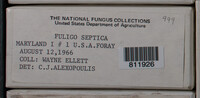 Fuligo septica image